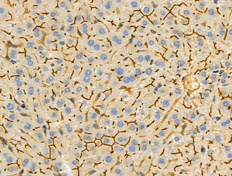 Anti-UCP3 antibody used in IHC (Paraffin sections) (IHC-P). GTX05177