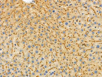 Anti-UCP3 antibody used in IHC (Paraffin sections) (IHC-P). GTX05177