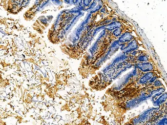 Anti-Defensin alpha 5 antibody used in IHC (Paraffin sections) (IHC-P). GTX05178