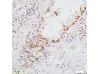Anti-Fas Ligand antibody used in IHC (Paraffin sections) (IHC-P). GTX05180