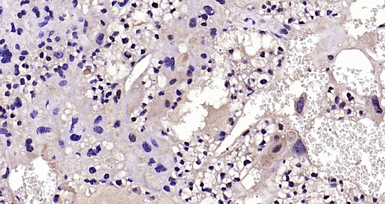 Anti-Fas Ligand antibody used in IHC (Paraffin sections) (IHC-P). GTX05180
