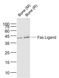 Anti-Fas Ligand antibody used in Western Blot (WB). GTX05180