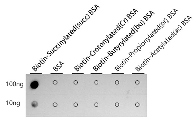 Anti-Succinyl Lysine antibody [ARC55837] used in Dot blot (Dot). GTX05185