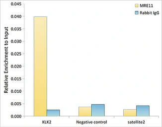 Anti-Mre11 antibody [ARC0931] used in ChIP assay (ChIP assay). GTX05187