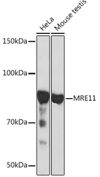 Anti-Mre11 antibody [ARC0931] used in Western Blot (WB). GTX05187