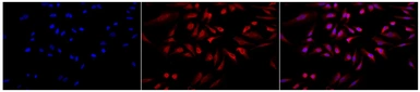 Anti-Grp78 antibody used in Immunocytochemistry/ Immunofluorescence (ICC/IF). GTX05188