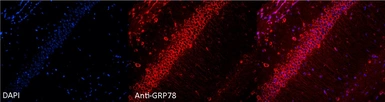Anti-Grp78 antibody used in IHC (Paraffin sections) (IHC-P). GTX05188