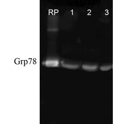 Anti-Grp78 antibody used in Western Blot (WB). GTX05188
