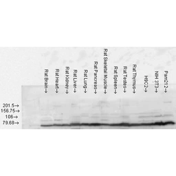 Anti-Grp78 antibody used in Western Blot (WB). GTX05188