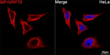 Anti-Grp78 antibody [AMC0725] used in Immunocytochemistry/ Immunofluorescence (ICC/IF). GTX05189