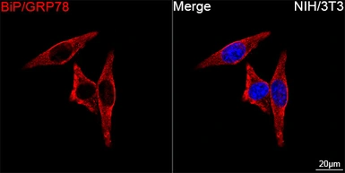 Anti-Grp78 antibody [AMC0725] used in Immunocytochemistry/ Immunofluorescence (ICC/IF). GTX05189