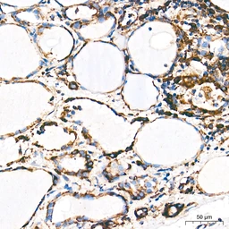 Anti-Grp78 antibody [AMC0725] used in IHC (Paraffin sections) (IHC-P). GTX05189