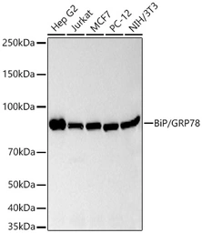 Anti-Grp78 antibody [AMC0725] used in Western Blot (WB). GTX05189