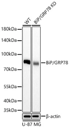 Anti-Grp78 antibody [AMC0725] used in Western Blot (WB). GTX05189