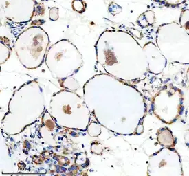 Anti-GDF11 antibody [AOAG-7] used in IHC (Paraffin sections) (IHC-P). GTX05191