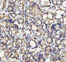 Anti-GDF11 antibody [AOAG-7] used in IHC (Paraffin sections) (IHC-P). GTX05191