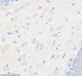 Anti-GDF11 antibody [AOAG-7] used in IHC (Paraffin sections) (IHC-P). GTX05191