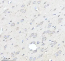 Anti-GDF11 antibody [AOAG-7] used in IHC (Paraffin sections) (IHC-P). GTX05191