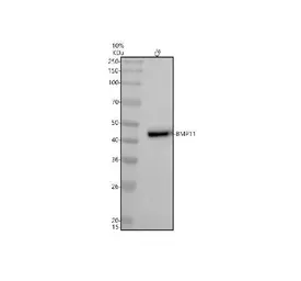 Anti-GDF11 antibody [AOAG-7] used in Western Blot (WB). GTX05191