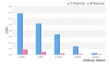 Anti-FANCD2 (phospho Ser222) antibody used in ELISA (ELISA). GTX05195