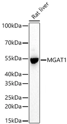 Anti-MGAT1 antibody used in Western Blot (WB). GTX05197