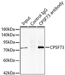Anti-CPSF73 antibody [ARC2567] used in Immunoprecipitation (IP). GTX05201