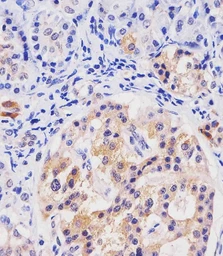 Anti-HHLA2 antibody used in Flow cytometry (FCM). GTX05203