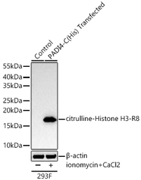 Anti-Histone H3 (Citrulline Arg8) antibody [ARC72198] used in Western Blot (WB). GTX05205