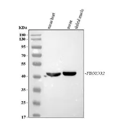 Anti-FBXO32 antibody used in Western Blot (WB). GTX05209