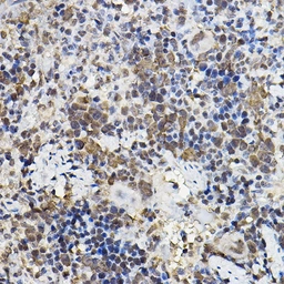 Anti-PER2 antibody used in IHC (Paraffin sections) (IHC-P). GTX05220