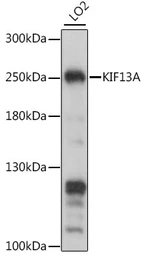 Anti-KIF13A antibody used in Western Blot (WB). GTX05224