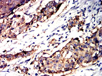 Anti-TACSTD2 antibody [6H10B11] used in IHC (Paraffin sections) (IHC-P). GTX05229
