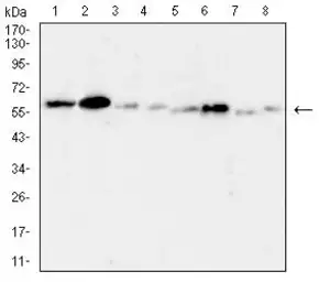 Anti-TACSTD2 antibody [6H10B11] used in Western Blot (WB). GTX05229