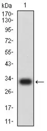 Anti-TACSTD2 antibody [6H10B11] used in Western Blot (WB). GTX05229