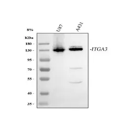 Anti-Integrin alpha 3 antibody used in Western Blot (WB). GTX05230