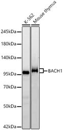 Anti-BACH1 antibody [ARC56290] used in Western Blot (WB). GTX05233