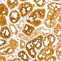Anti-LAP3 antibody [ARC71182] used in IHC (Paraffin sections) (IHC-P). GTX05261