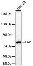 Anti-LAP3 antibody [ARC71182] used in Western Blot (WB). GTX05261