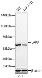 Anti-LAP3 antibody [ARC71182] used in Western Blot (WB). GTX05261