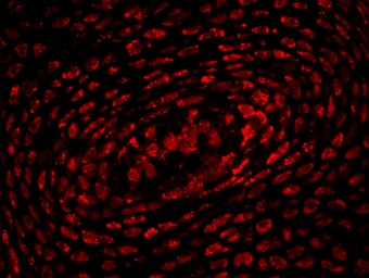 Anti-HOXA10 antibody used in IHC (Paraffin sections) (IHC-P). GTX05262