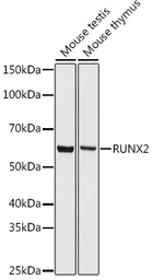 Anti-RUNX2 antibody [ARC0362] used in Western Blot (WB). GTX05264