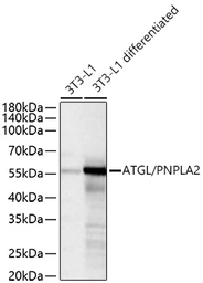 Anti-ATGL antibody [ARC80388] used in Western Blot (WB). GTX05269