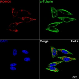 Anti-ROMO1 antibody [ARC71752] used in Immunocytochemistry/ Immunofluorescence (ICC/IF). GTX05275