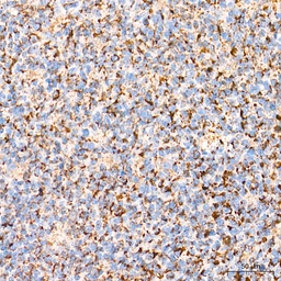 Anti-ROMO1 antibody [ARC71752] used in IHC (Paraffin sections) (IHC-P). GTX05275