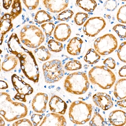 Anti-ROMO1 antibody [ARC71752] used in IHC (Paraffin sections) (IHC-P). GTX05275