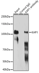 Anti-KAP1 antibody [GT1161] used in Immunoprecipitation (IP). GTX08968