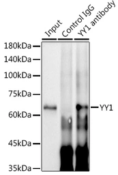 Anti-YY1 antibody [GT1162] used in Western Blot and Immunoprecipitation (WB IP). GTX08969