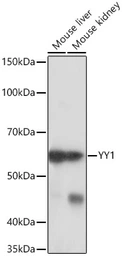Anti-YY1 antibody [GT1162] used in Western Blot (WB). GTX08969