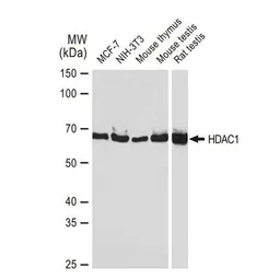 Anti-HDAC1 antibody [GT1163] used in Western Blot (WB). GTX08970