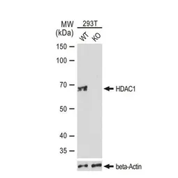 Anti-HDAC1 antibody [GT1163] used in Western Blot (WB). GTX08970
